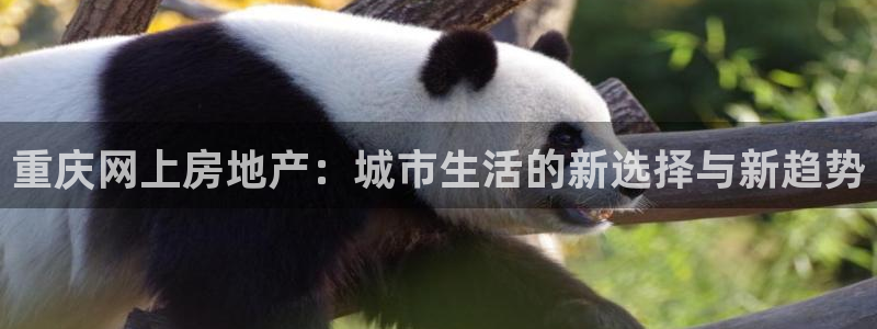 新宝5娱乐登陆：重庆网上房地产：城市生活的新选择与新趋势
