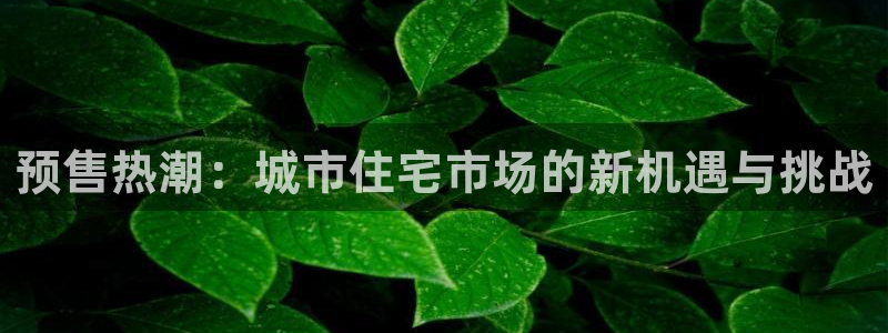 新宝5娱乐代理