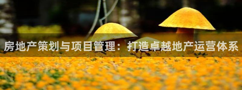 新宝5公司：房地产策划与项目管理：打造卓越地产运营体系