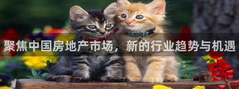新宝5周74OOO5：聚焦中国房地产市场，新的行业趋势与机遇