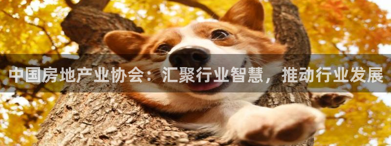 新宝5怎么代理：中国房地产业协会：汇聚行业智慧，推动行业发展