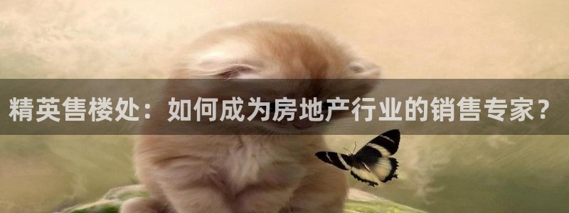 新5宝：精英售楼处：如何成为房地产行业的销售专家？